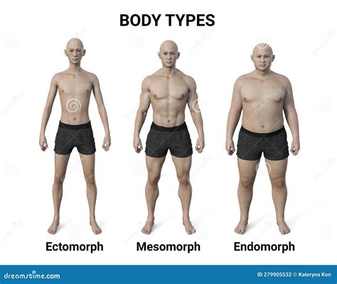 Tipos de cuerpo: Ectomorfo, Mesomorfo, Endomorfo