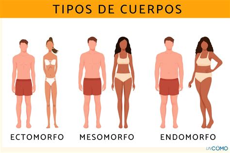 Tipos de cuerpo somatotipos: ectomorfo, mesomorfo, endomorfo