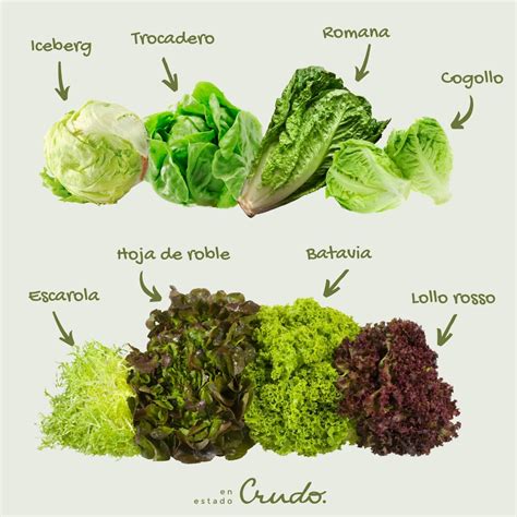 Tipos de lechuga