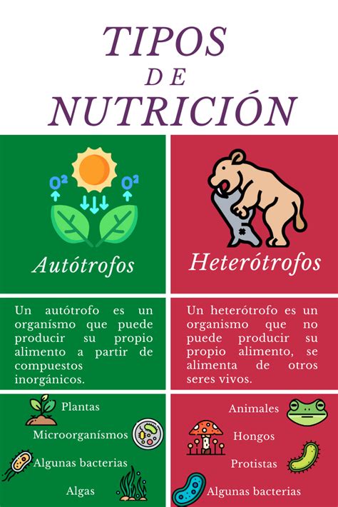 Tipos de nutrición