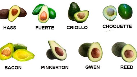 Tipos de palta