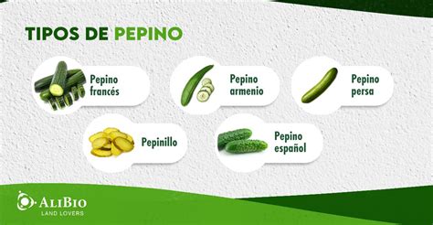 Tipos de pepino