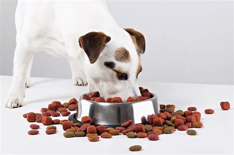 Tipos de piensos para perros
