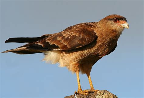 Tiuque (Milvago chimango)