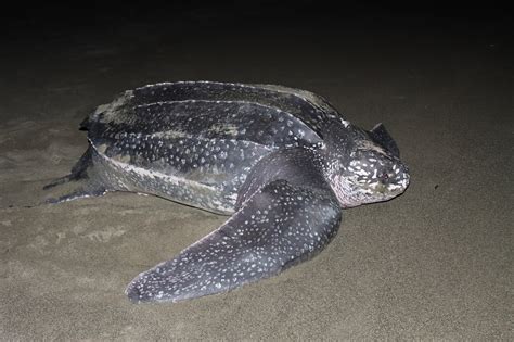 Tortuga Laúd