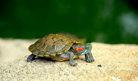 Tortuga de agua