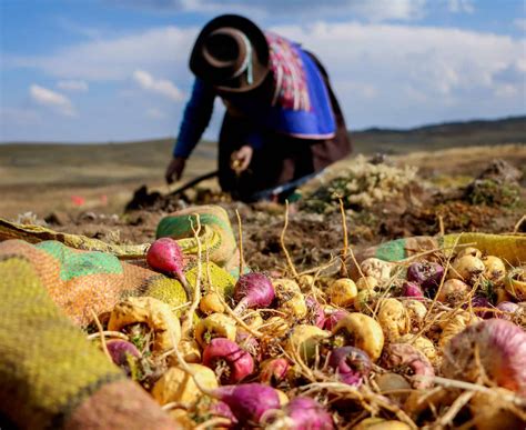 Trabajadores cosechando maca en Perú
