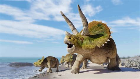 Triceratops