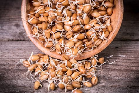 Trigo germinado