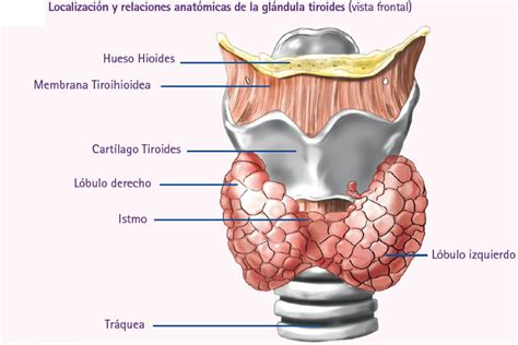 Ubicación de la glándula tiroides
