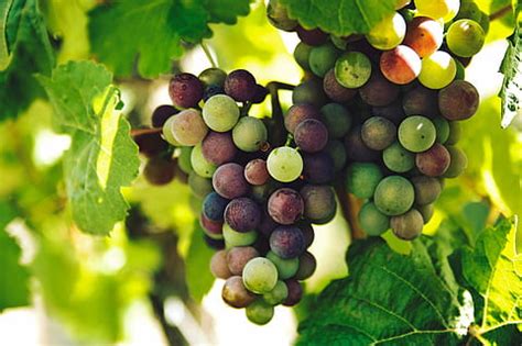 Uvas