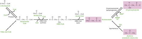 Vía metabólica para la síntesis de ácidos grasos omega-3 de cadena larga a partir del precursor LNA