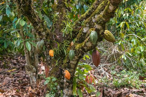 Vainas de cacao en un árbol