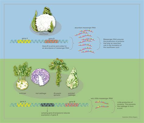 Variación genética de las brassicas