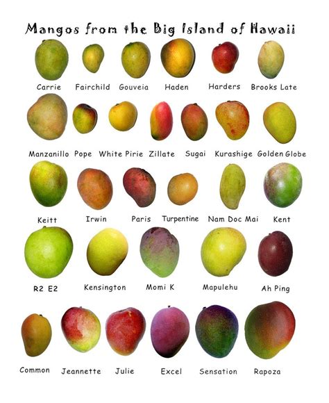 Variedad de Mangos