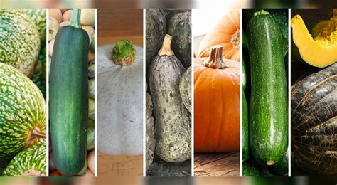 Variedad de Zapallos
