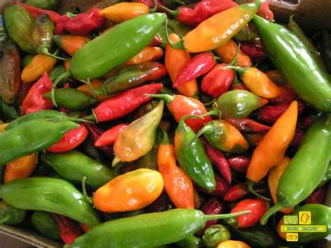Variedad de ajíes verdes