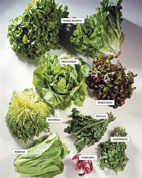 Variedad de lechugas