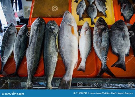 Variedad de pescados