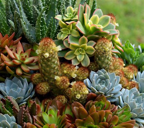 Variedad de suculentas