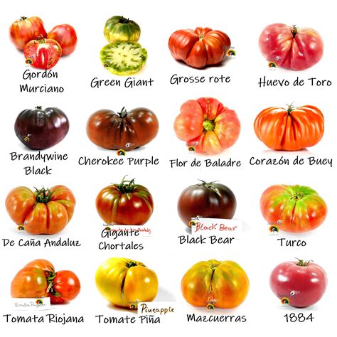 Variedad de tomates