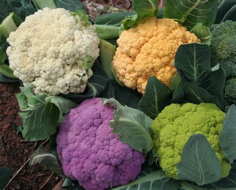 Variedades de Coliflor