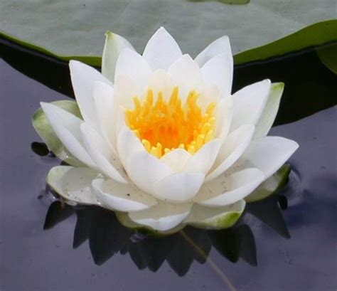 Variedades de Flor de Loto