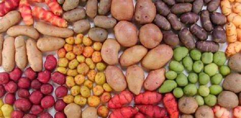 Variedades de papas en Perú