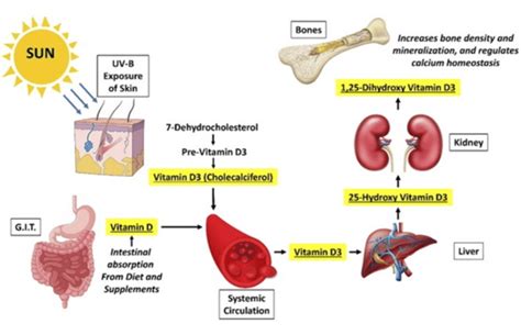 Vitamina D
