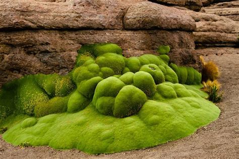 Yareta (Azorella compacta)