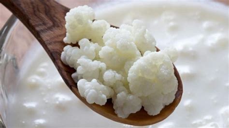 Yogurt de pajaritos