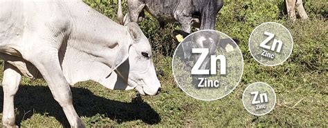 Zinc y crecimiento