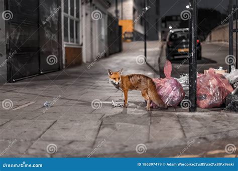 Zorro Rojo Buscando Comida en Basurero
