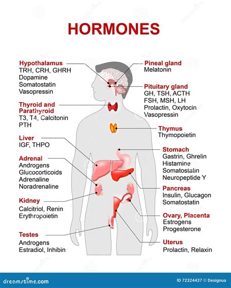 hormonas