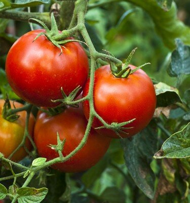tomate2